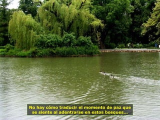 No hay cómo traducir el momento de paz que
se siente al adentrarse en estos bosques...
 
