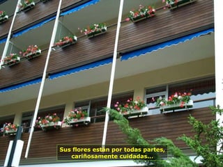 Sus flores están por todas partes,
cariñosamente cuidadas...
 