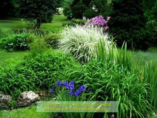 La belleza de los Bosques de Viena, invadida por flores multicolores... 