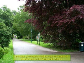 El acceso ya muestra la belleza que nos espera al adentrarmos en los Bosques de Viena... 