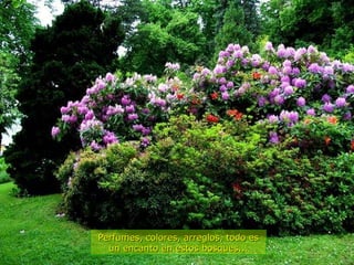 Perfumes, colores, arreglos, todo es un encanto en estos bosques... 