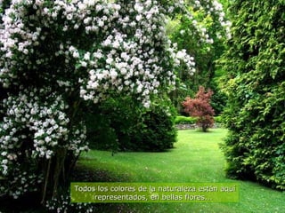 Todos los colores de la naturaleza están aquí representados, en bellas flores...   