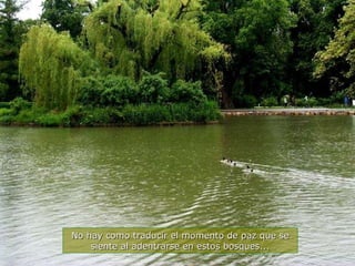 No hay como traducir el momento de paz que se siente al adentrarse en estos bosques... 