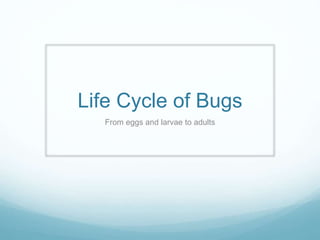 Life Cycle of Bugs
From eggs and larvae to adults
 