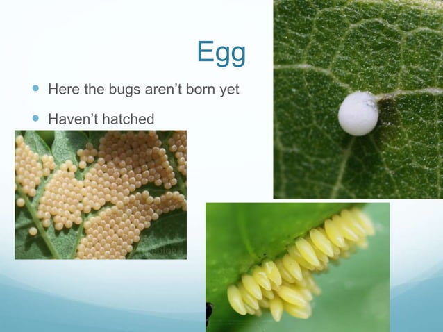 Example of a Bad Presentation | PPT