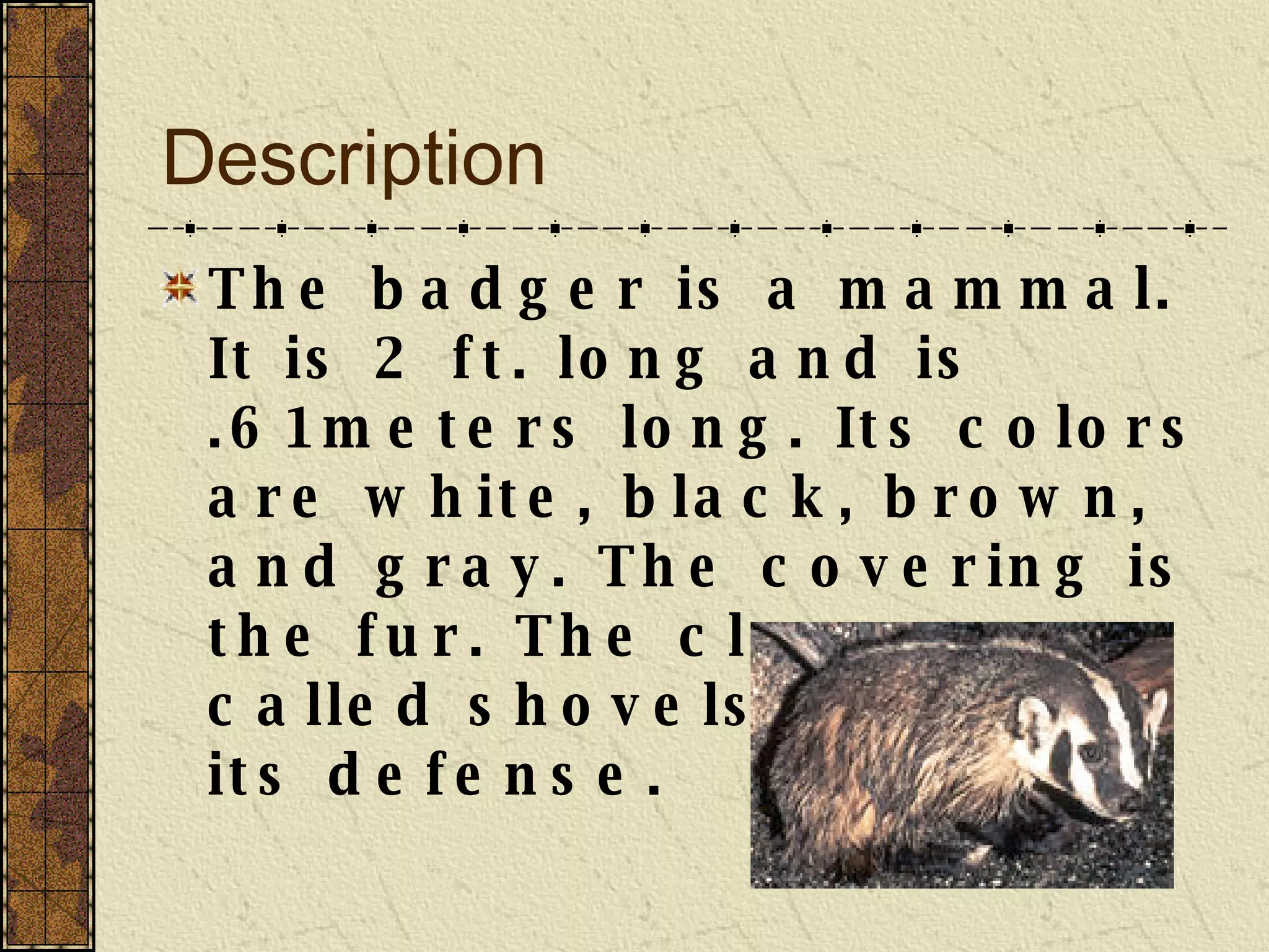 Description The badger is a mammal. It is 2 ft. long and is .61meters long. Its colors are white, black, brown, and gray. The covering is the fur. The claws or called shovels are and its defense.