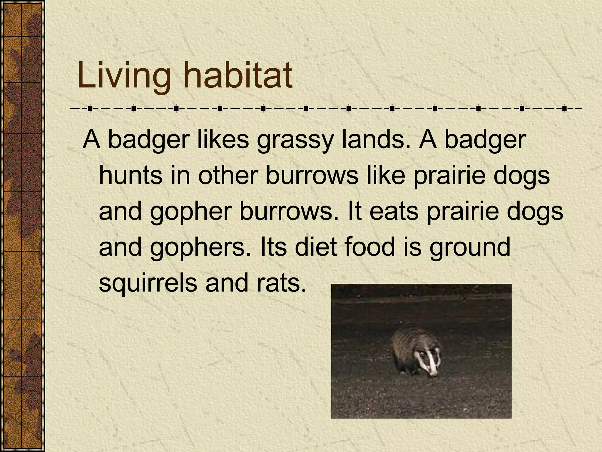 Living habitat A badger likes grassy lands. A badger hunts in other burrows like prairie dogs and gopher burrows. It eats prairie dogs and gophers. Its diet food is ground squirrels and rats .