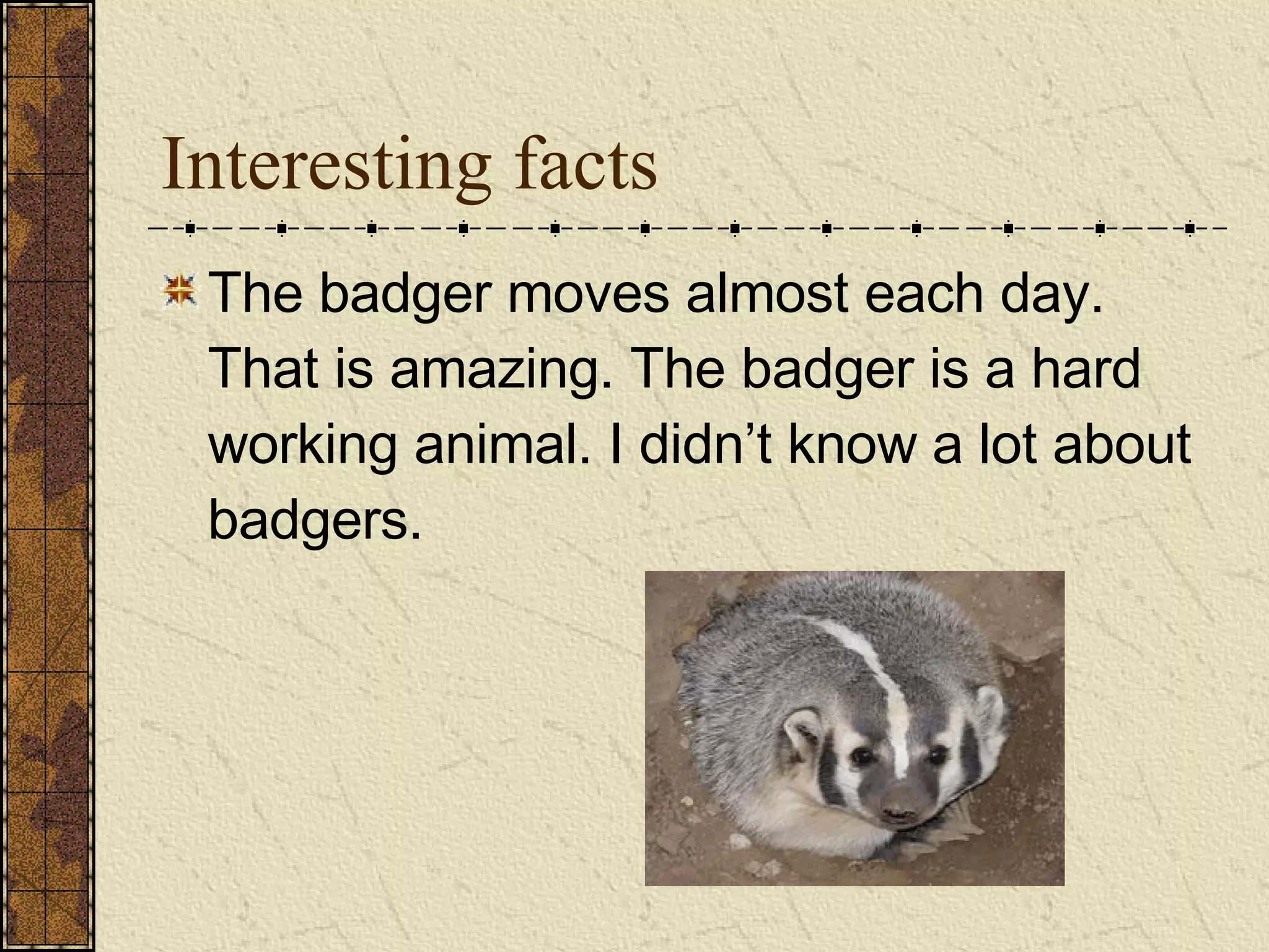 Interesting facts The badger moves almost each day. That is amazing. The badger is a hard working animal. I didn’t know a lot about badgers.