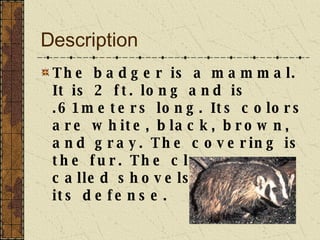 Description The badger is a mammal. It is 2 ft. long and is .61meters long. Its colors are white, black, brown, and gray. The covering is the fur. The claws or called shovels are and its defense.   