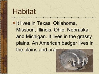 Habitat It lives in Texas, Oklahoma, Missouri, Illinois, Ohio, Nebraska, and Michigan. It lives in the grassy plains. An American badger lives in the plains and prairies. 