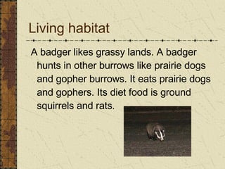 Living habitat A badger likes grassy lands. A badger hunts in other burrows like prairie dogs and gopher burrows. It eats prairie dogs and gophers. Its diet food is ground squirrels and rats . 