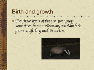 Birth and growth They have litters of three to  five young sometimes between February and March. It grows to 2ft. long and .61 meters.   