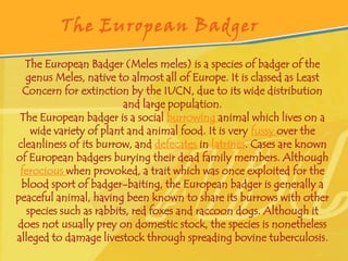 The European Badger

  The European Badger (Meles meles) is a species of badger of the
  genus Meles, native to almost all of Europe. It is classed as Least
  Concern for extinction by the IUCN, due to its wide distribution
                         and large population.
 The European badger is a social burrowing animal which lives on a
    wide variety of plant and animal food. It is very fussy over the
cleanliness of its burrow, and defecates in latrines. Cases are known
of European badgers burying their dead family members. Although
 ferocious when provoked, a trait which was once exploited for the
 blood sport of badger-baiting, the European badger is generally a
peaceful animal, having been known to share its burrows with other
   species such as rabbits, red foxes and raccoon dogs. Although it
does not usually prey on domestic stock, the species is nonetheless
alleged to damage livestock through spreading bovine tuberculosis .
 