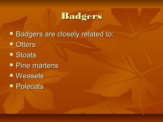 Badgers | PPT