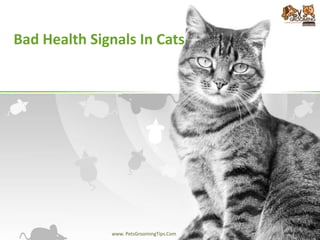 Bad Health Signals In Cats
www. PetsGroomingTips.Com
 