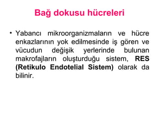 Bağ dokusu hücreleri
• Yabancı mikroorganizmaların ve hücre
enkazlarının yok edilmesinde iş gören ve
vücudun değişik yerlerinde bulunan
makrofajların oluşturduğu sistem, RES
(Retikulo Endotelial Sistem) olarak da
bilinir.
 