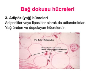 Bağ dokusu hücreleri
3. Adipöz (yağ) hücreleri
Adipositler veya lipositler olarak da adlandırılırlar.
Yağ üreten ve depolayan hücrelerdir.
 