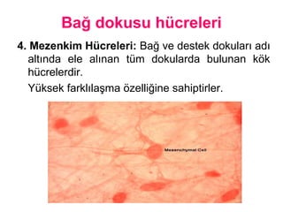 Bağ dokusu hücreleri
4. Mezenkim üleri: Bağ ve destek dokuları adı
altında ele alınan tüm dokularda bulunan kök
hücrelerdir.
Yüksek farklılaşma özelliğine sahiptirler.
 