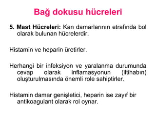 Bağ dokusu hücreleri
5. Mast üleri: Kan damarlarının etrafında bol
olarak bulunan hücrelerdir.
Histamin ve heparin üretirler.
Herhangi bir infeksiyon ve yaralanma durumunda
cevap olarak inflamasyonun (iltihabın)
oluşturulmasında önemli role sahiptirler.
Histamin damar genişletici, heparin ise zayıf bir
antikoagulant olarak rol oynar.
 