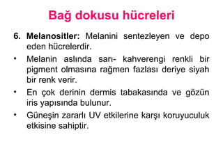 Bağ dokusu hücreleri
6. Melanositler: Melanini sentezleyen ve depo
eden hücrelerdir.
• Melanin aslında sarı- kahverengi renkli bir
pigment olmasına rağmen fazlası deriye siyah
bir renk verir.
• En çok derinin dermis tabakasında ve gözün
iris yapısında bulunur.
• Güneşin zararlı UV etkilerine karşı koruyuculuk
etkisine sahiptir.
 