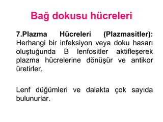 Bağ dokusu hücreleri
7.Plazma üleri (Plazmasitler):
Herhangi bir infeksiyon veya doku hasarı
oluştuğunda B lenfositler aktifleşerek
plazma hücrelerine dönüşür ve antikor
üretirler.
Lenf düğümleri ve dalakta çok sayıda
bulunurlar.
 