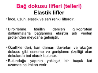 Bağ dokusu lifleri (telleri)
Elastik lifler
•İnce, uzun, elastik ve sarı renkli liflerdir.
•Birbirlerine fibrillin denilen glikoprotein
dallanmalarla bağlanmış elastin adı verilen
proteinden meydana gelmiştir.
•Özellikle deri, kan damarı duvarları ve akciğer
dokusu gibi esneme ve genişleme özelliği olan
dokularda bol olarak bulunur.
•Bulunduğu yapının yaklaşık bir buçuk kat
uzamasına imkan verir.
 
