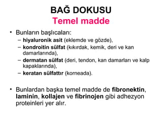 BAĞ DOKUSU
Temel madde
• Bunların başlıcaları:
– hiyaluronik asit (eklemde ve gözde),
– kondroitin sülfat (kıkırdak, kemik, deri ve kan
damarlarında),
– dermatan sülfat (deri, tendon, kan damarları ve kalp
kapaklarında),
– keratan sülfattır (korneada).
• Bunlardan başka temel madde de fibronektin,
laminin, kollajen ve fibrinojen gibi adhezyon
proteinleri yer alır.
 