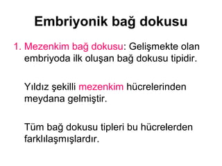 Embriyonik bağ dokusu
1. Mezenkim bağ dokusu: Gelişmekte olan
embriyoda ilk oluşan bağ dokusu tipidir.
Yıldız şekilli mezenkim hücrelerinden
meydana gelmiştir.
Tüm bağ dokusu tipleri bu hücrelerden
farklılaşmışlardır.
 