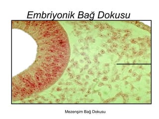 Mezenşim Bağ Dokusu
Embriyonik Bağ Dokusu
 