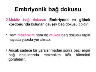 Embriyonik bağ dokusu
2.Muköz bağ dokusu: Embriyoda ve göbek
kordonunda bulunan gevşek bağ dokusu tipidir.
• Hem mezenkim hem de muköz bağ dokusu ergin
hayatta yapıda yer almaz.
• Ancak sadece bir yaralanmadan sonra bazı ergin
bağ dokularında mezenkim kök hücreleri
görülebilir.
 