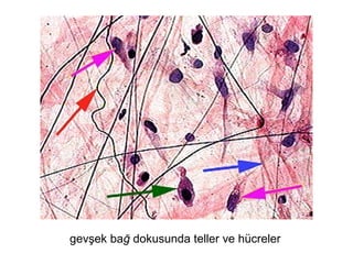 gevşek bağ dokusunda teller ve hücreler
 