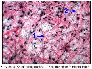 • Gevşek (Areolar) bağ dokusu, 1.Kollagen teller, 2.Elastik teller
 