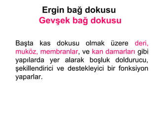 Ergin bağ dokusu
Gevşek bağ dokusu
Başta kas dokusu olmak üzere deri,
muköz, membranlar, ve kan damarları gibi
yapılarda yer alarak boşluk doldurucu,
şekillendirici ve destekleyici bir fonksiyon
yaparlar.
 