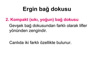 Ergin bağ dokusu
2. Kompakt (sıkı, yoğun) bağ dokusu
Gevşek bağ dokusundan farklı olarak lifler
yönünden zengindir.
Canlıda iki farklı özellikte bulunur.
 