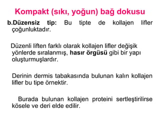 Kompakt (sıkı, yoğun) bağ dokusu
b.Düzensiz tip: Bu tipte de kollajen lifler
çoğunluktadır.
Düzenli liften farklı olarak kollajen lifler değişik
yönlerde sıralanmış, hasır örgüsü gibi bir yapı
oluşturmuşlardır.
Derinin dermis tabakasında bulunan kalın kollajen
lifler bu tipe örnektir.
Burada bulunan kollajen proteini sertleştirilirse
kösele ve deri elde edilir.
 