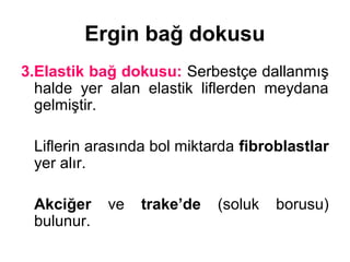 Ergin bağ dokusu
3.Elastik bağ dokusu: Serbestçe dallanmış
halde yer alan elastik liflerden meydana
gelmiştir.
Liflerin arasında bol miktarda fibroblastlar
yer alır.
Akciğer ve trake’de (soluk borusu)
bulunur.
 