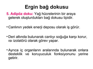 Ergin bağ dokusu
5. Adipöz doku: Yağ hücrelerinin bir araya
gelerek oluşturdukları bağ dokusu tipidir.
• Canlının yedek enerji deposu olarak iş görür.
• Deri altında bulunarak canlıyı soğuğa karşı korur,
ısı izolatörü olarak görev yapar.
• Ayrıca iç organların aralarında bulunarak onlara
desteklik ve koruyuculuk fonksiyonunu yerine
getirir.
 