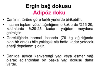 Ergin bağ dokusu
Adipöz doku
• Canlının türüne göre farklı yerlerde birikebilir.
• İnsanın toplam vücut ağırlığının erkeklerde %15-20,
kadınlarda %20-25 kadarı yağdan meydana
gelmiştir.
• Gerektiğinde normal insanda (70 kg ağırlığında
olan bir erkek) bile yaklaşık altı hafta kadar yetecek
enerji depolanmış olur.
• Canlıda ayrıca kahverengi yağ veya esmer yağ
olarak adlandırılan bir başka yağ dokusu daha
vardır.
 