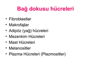 Bağ dokusu hücreleri
• Fibroblastlar
• Makrofajlar
• Adipöz (yağ) hücreleri
• Mezenkim üleri
• Mast üleri
• Melanositler
• Plazma üleri (Plazmositler)
 