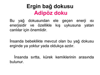 Ergin bağ dokusu
Adipöz doku
Bu yağ dokusundan ele geçen enerji ısı
enerjisidir ve özellikle kış uykusuna yatan
canlılar için önemlidir.
İnsanda bebeklikte mevcut olan bu yağ dokusu
erginde ya yoktur yada oldukça azdır.
İnsanda sırtta, kürek kemiklerinin arasında
bulunur.
 
