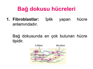 Bağ dokusu hücreleri
1. Fibroblastlar: İplik yapan hücre
anlamındadır.
Bağ dokusunda en çok bulunan hücre
tipidir.
 