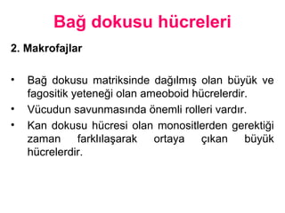 Bağ dokusu hücreleri
2. Makrofajlar
• Bağ dokusu matriksinde dağılmış olan büyük ve
fagositik yeteneği olan ameoboid hücrelerdir.
• Vücudun savunmasında önemli rolleri vardır.
• Kan dokusu hücresi olan monositlerden gerektiği
zaman farklılaşarak ortaya çıkan büyük
hücrelerdir.
 