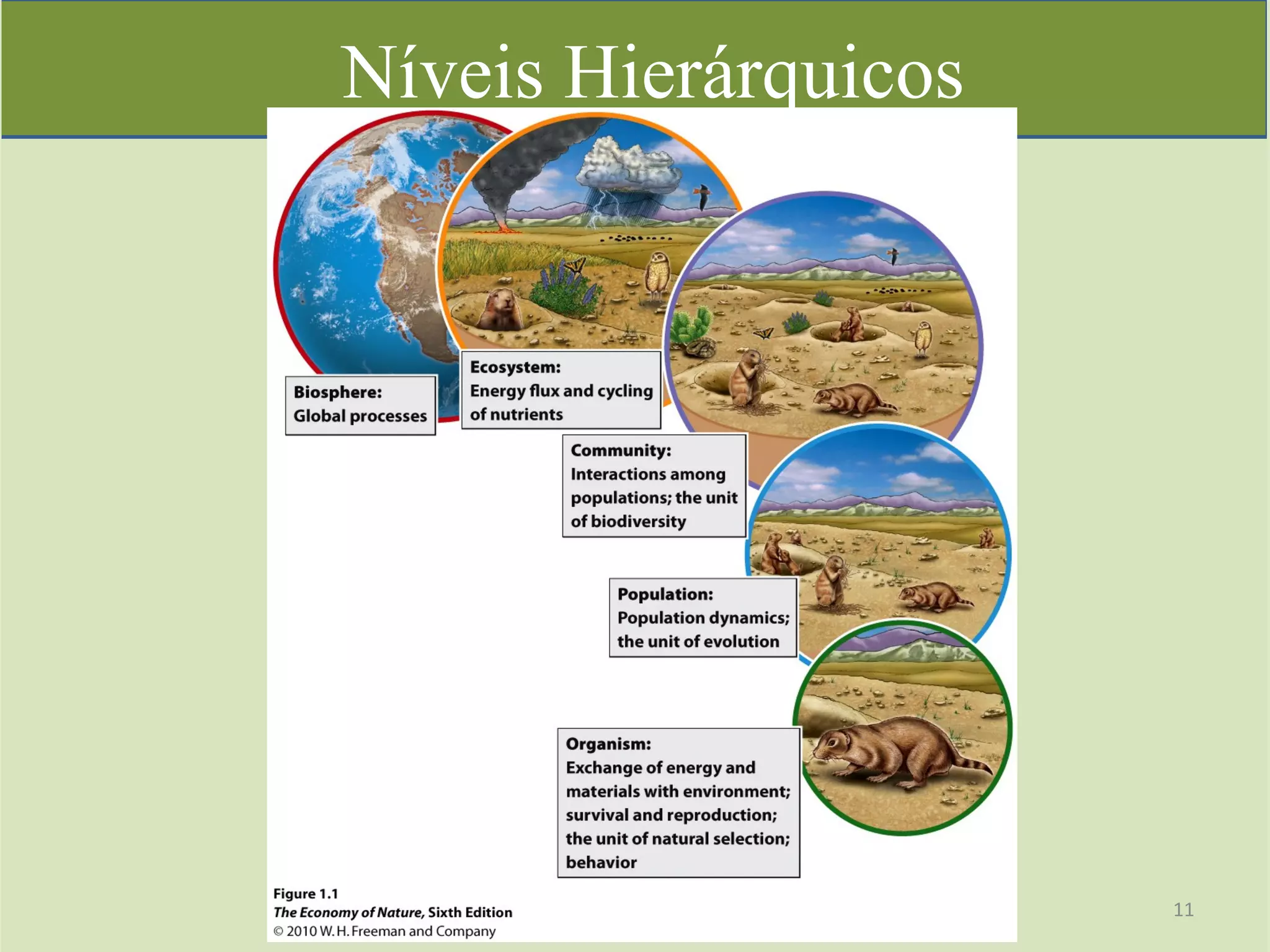 Níveis Hierárquicos
11	
  
 