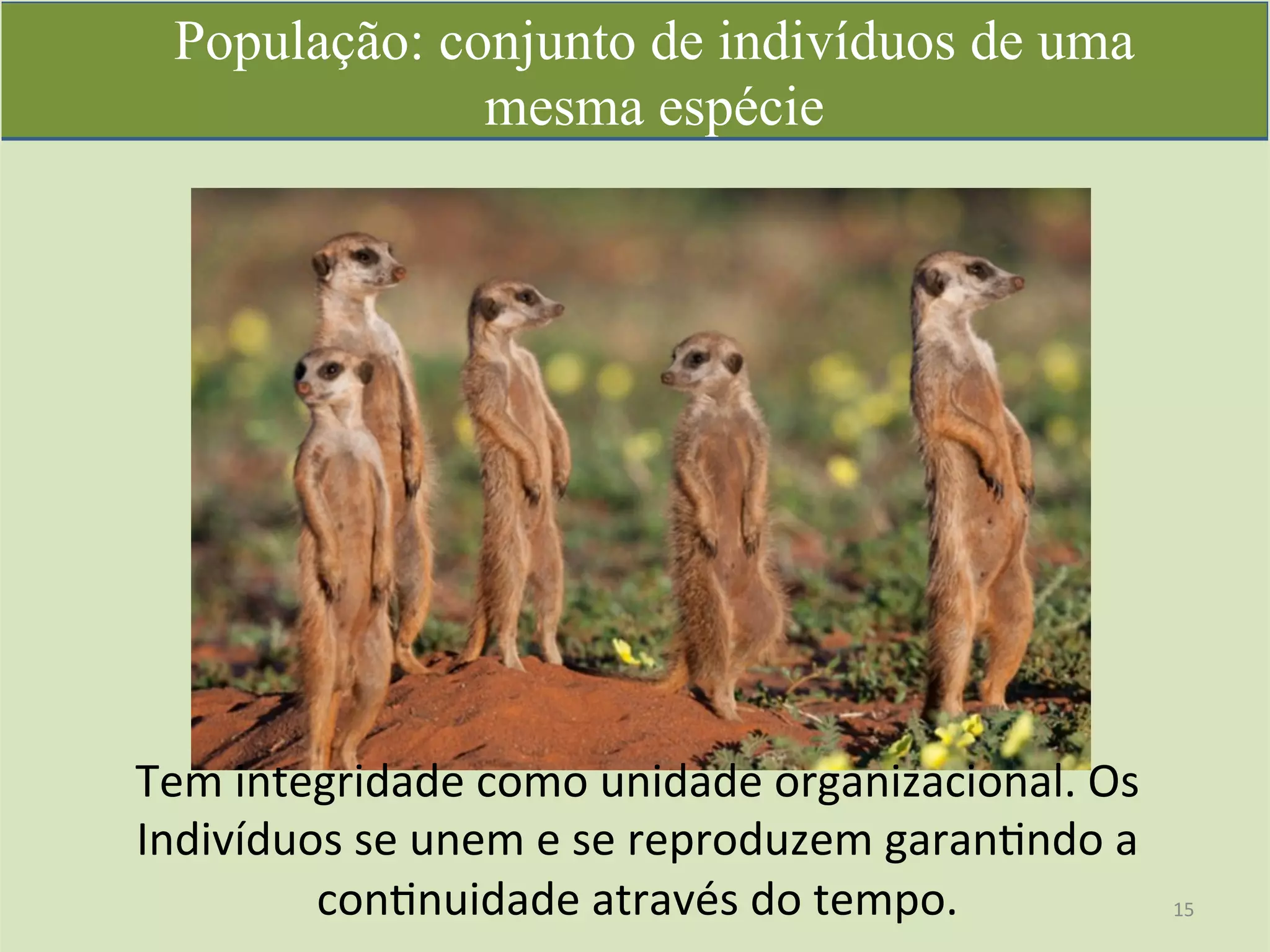 População: conjunto de indivíduos de uma
mesma espécie
15	
  
Tem	
  integridade	
  como	
  unidade	
  organizacional.	
  Os	
  
Indivíduos	
  se	
  unem	
  e	
  se	
  reproduzem	
  garanEndo	
  a	
  
conEnuidade	
  através	
  do	
  tempo.	
  
 