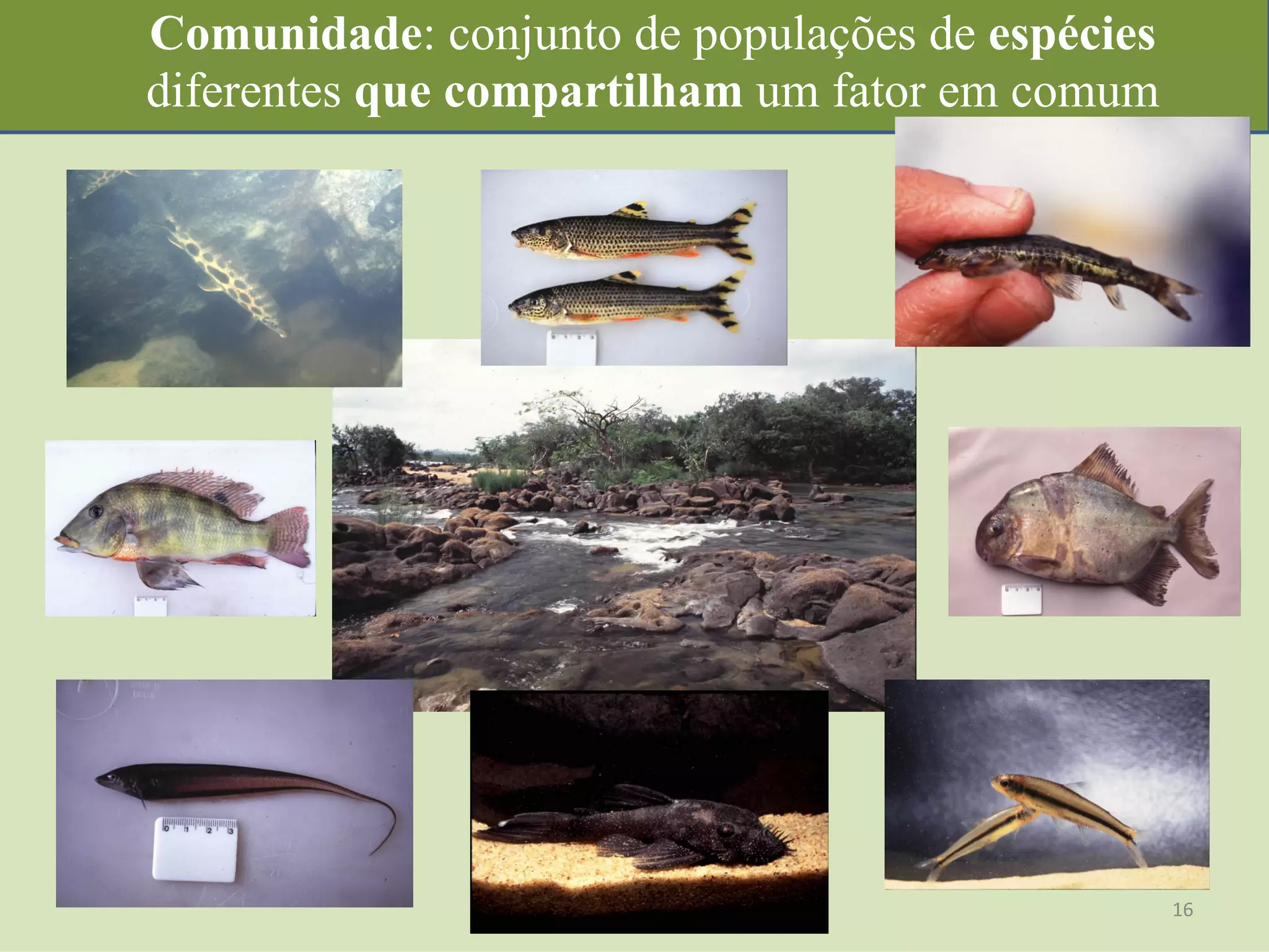 Comunidade: conjunto de populações de espécies
diferentes que compartilham um fator em comum
16	
  
 