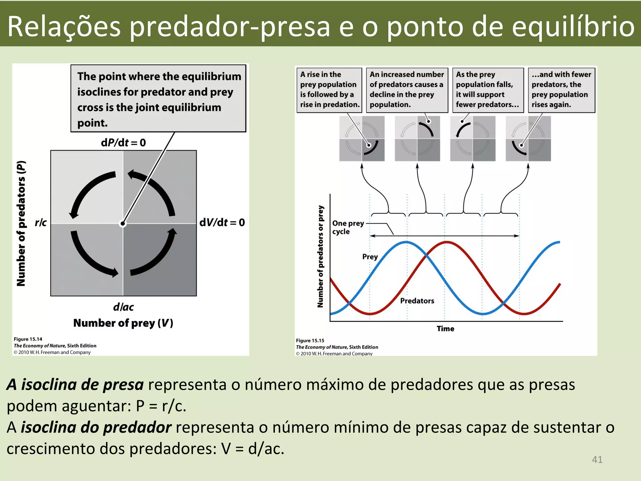 Relações	
  predador-­‐presa	
  e	
  o	
  ponto	
  de	
  equilíbrio	
  
A	
  isoclina	
  de	
  presa	
  representa	
  o	
  número	
  máximo	
  de	
  predadores	
  que	
  as	
  presas	
  
podem	
  aguentar:	
  P	
  =	
  r/c.	
  
A	
  isoclina	
  do	
  predador	
  representa	
  o	
  número	
  mínimo	
  de	
  presas	
  capaz	
  de	
  sustentar	
  o	
  
crescimento	
  dos	
  predadores:	
  V	
  =	
  d/ac.	
   41	
  
 