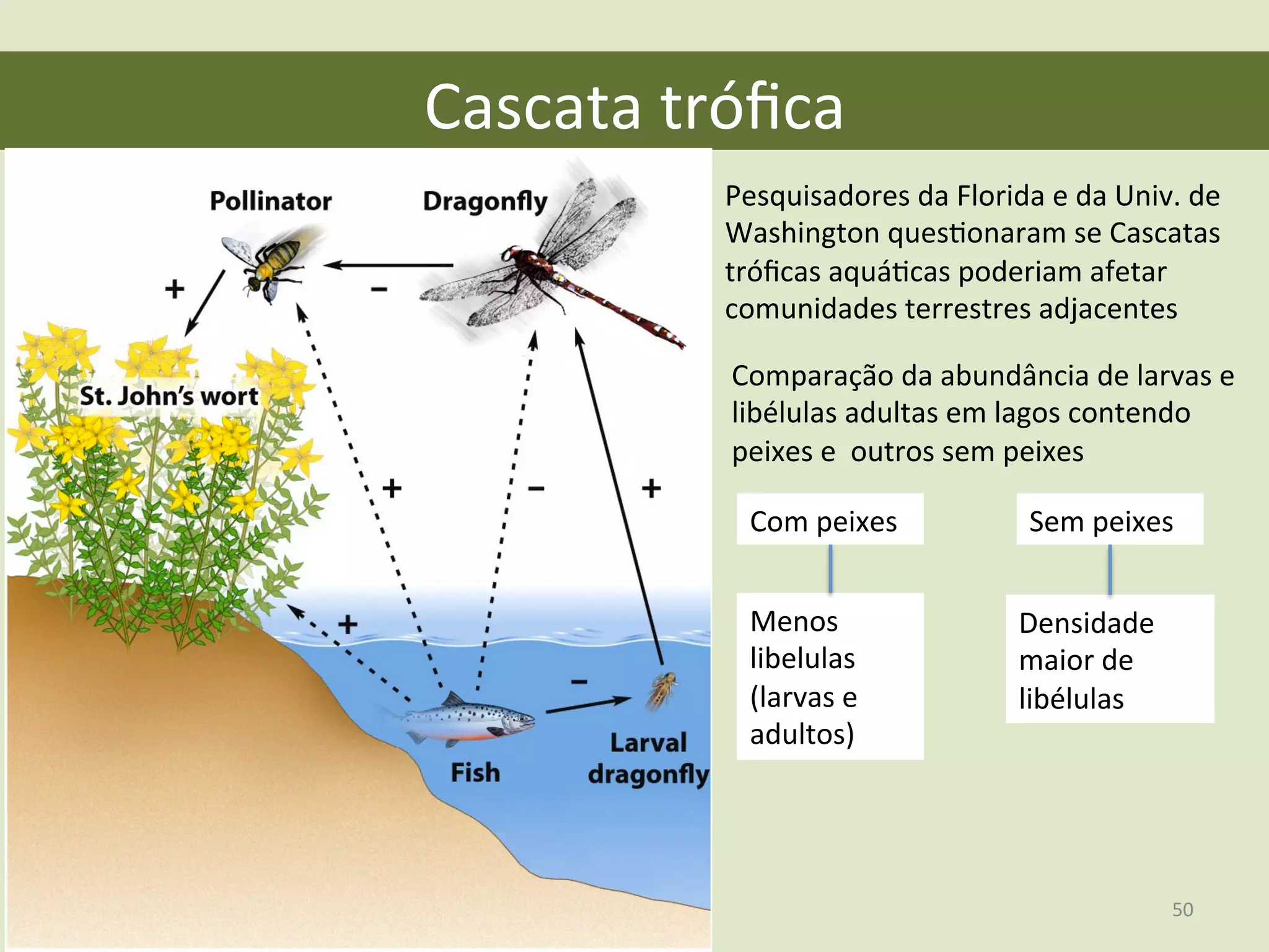 Cascata	
  tróﬁca	
  
Pesquisadores	
  da	
  Florida	
  e	
  da	
  Univ.	
  de	
  
Washington	
  quesEonaram	
  se	
  Cascatas	
  
tróﬁcas	
  aquáEcas	
  poderiam	
  afetar	
  
comunidades	
  terrestres	
  adjacentes	
  
Comparação	
  da	
  abundância	
  de	
  larvas	
  e	
  
libélulas	
  adultas	
  em	
  lagos	
  contendo	
  
peixes	
  e	
  	
  outros	
  sem	
  peixes	
  
Menos	
  
libelulas	
  
(larvas	
  e	
  
adultos)	
  
Com	
  peixes	
   Sem	
  peixes	
  
Densidade	
  
maior	
  de	
  
libélulas	
  
50	
  
 