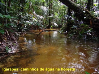 64	
  Igarapés: caminhos de água na floresta
 