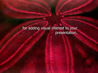 for adding visual interest to your presentation,