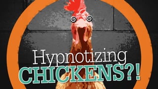 Chicken Hypnosis & Bad Presentations #PresentationTips